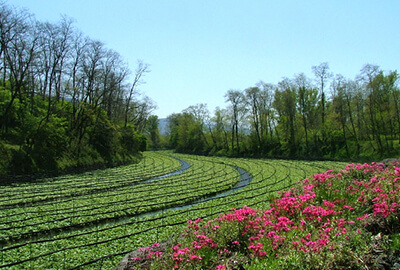 大王わさび農場
