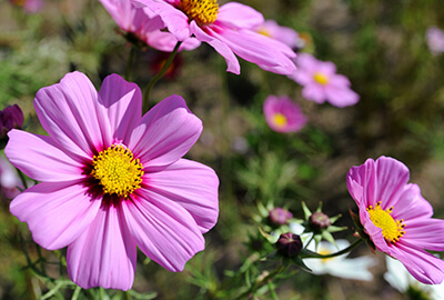 コスモス