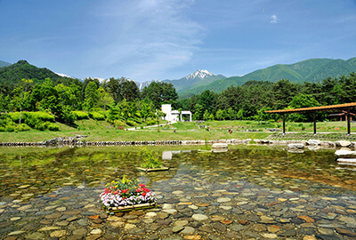 湧き水のわさび